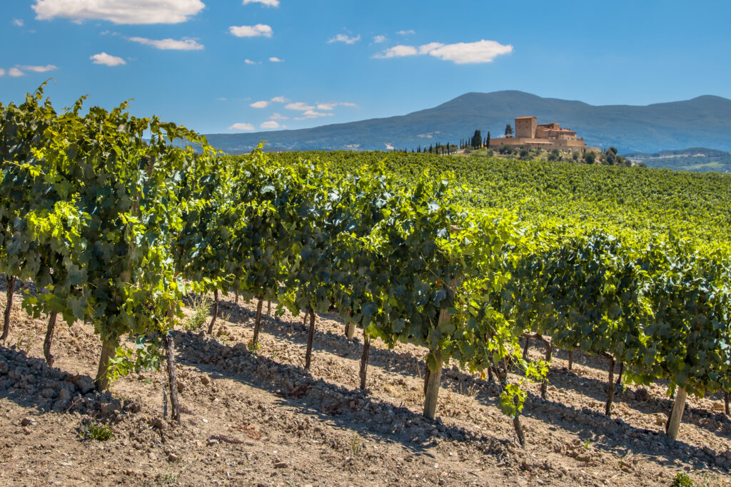 Wijngaard in de Chianti