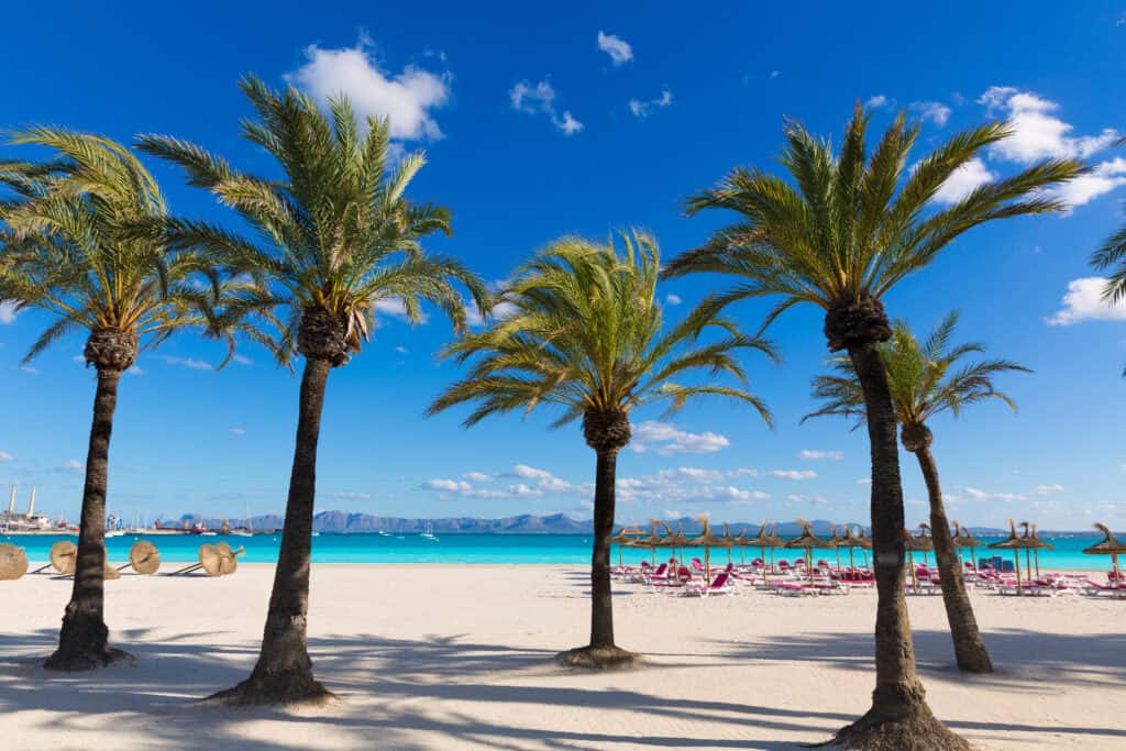 Strand met palmbomen op Mallorca