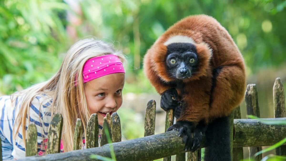 Meisje kijkt naar een aap in de Apenheul in Apeldoorn, Gelderland