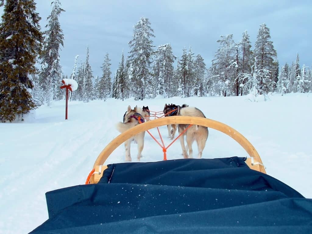 Sleetje rijden met sledehonden in de sneeuw
