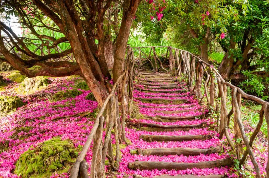 Wandelpad met roze blaadjes in een bos op Madeira