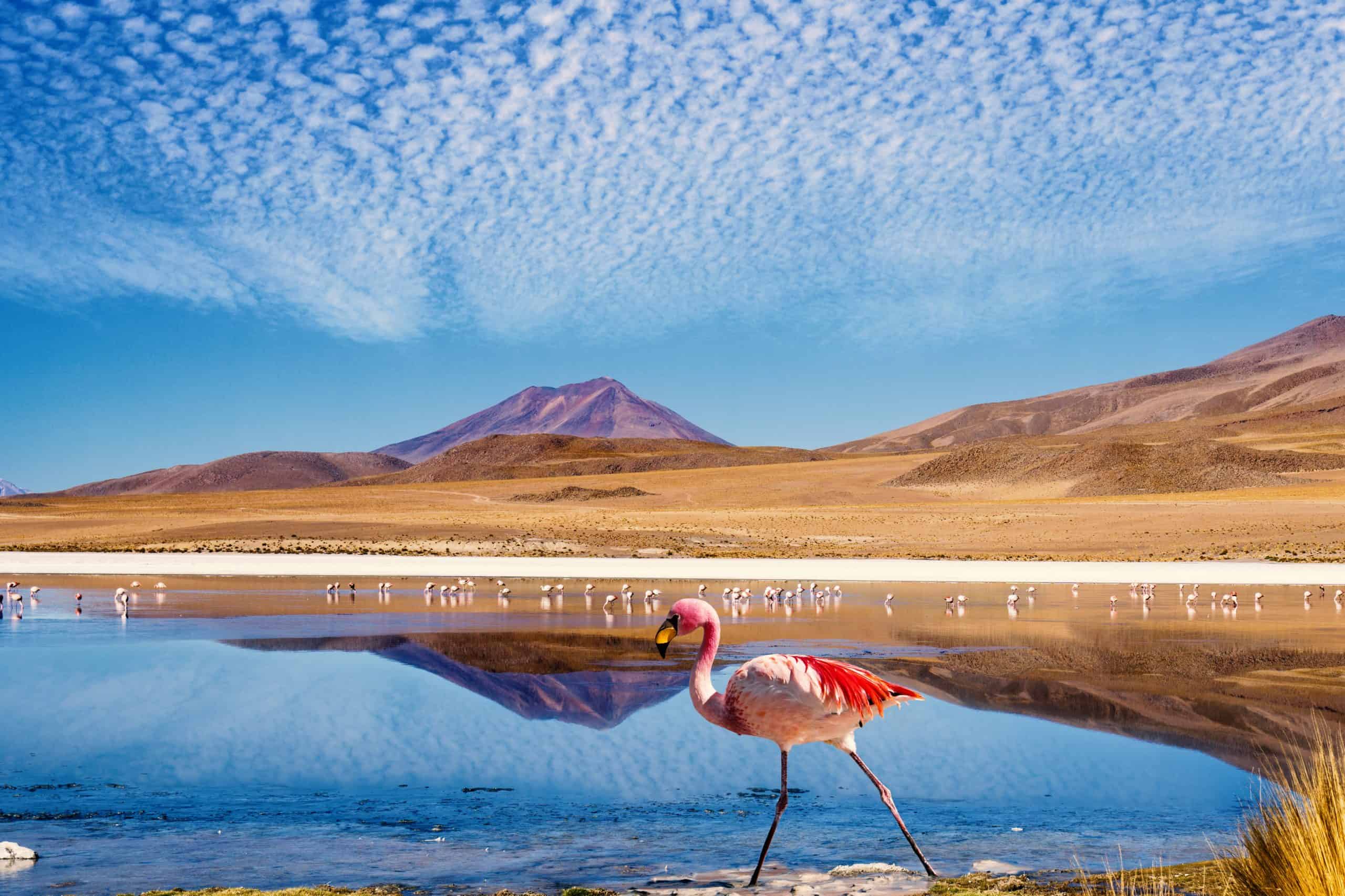 Kleurrijke Flamingo in Bolivia