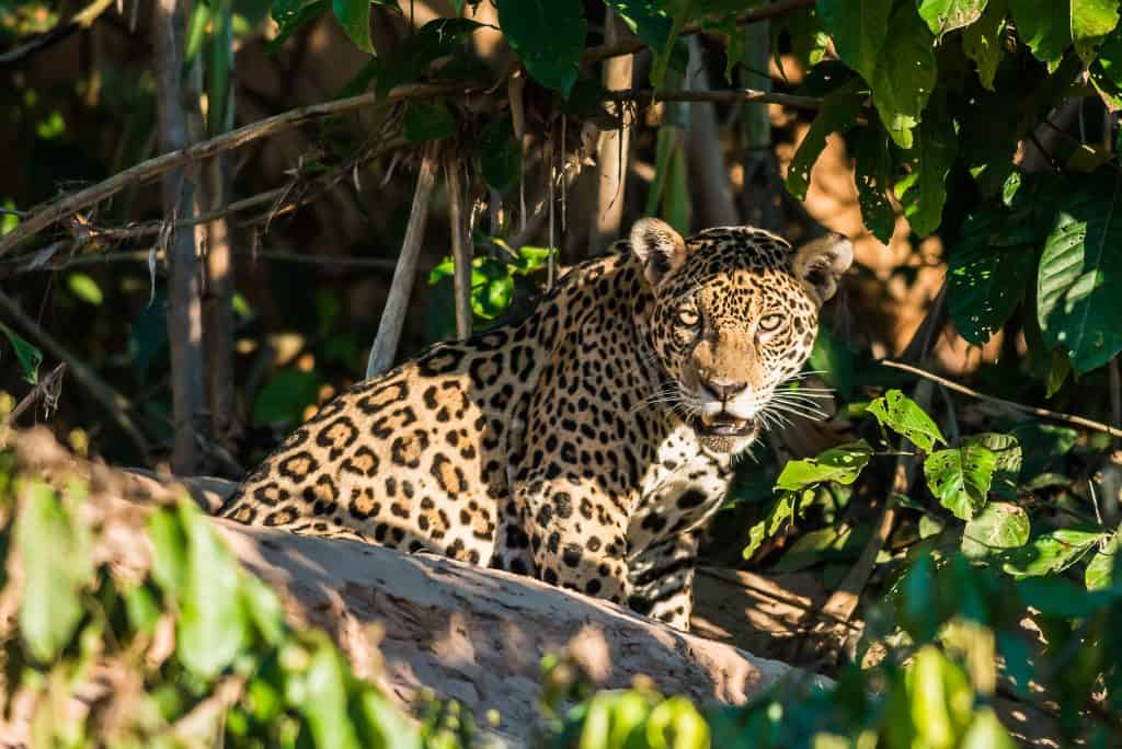 jaguar in de Amazone