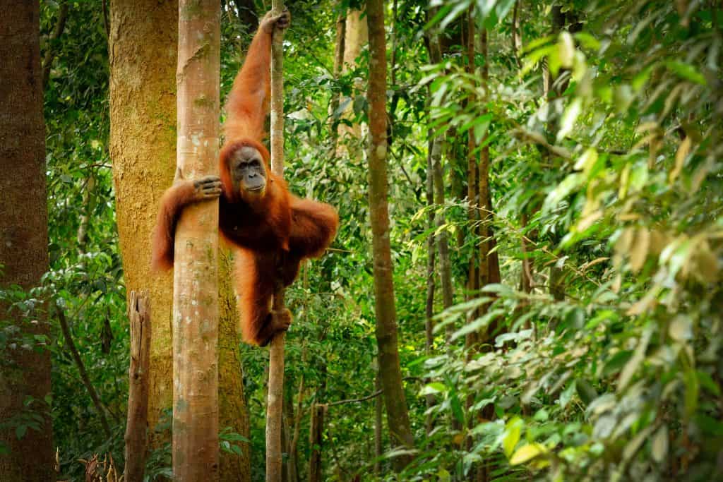 Springende Orang Oetang in Maleisisch Borneo