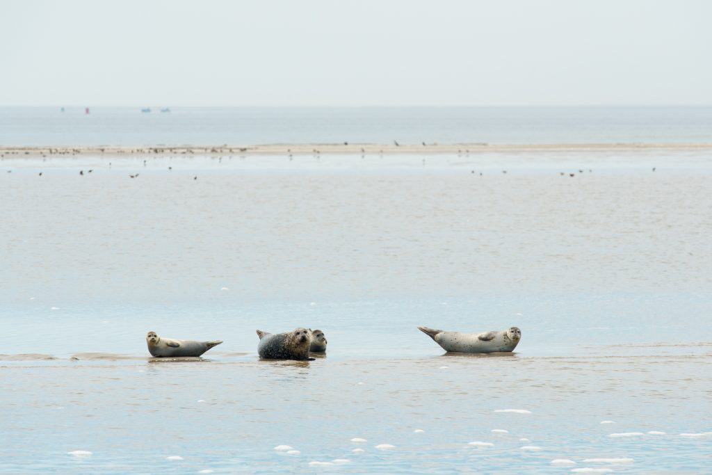 Zeehonden in de waddenzee