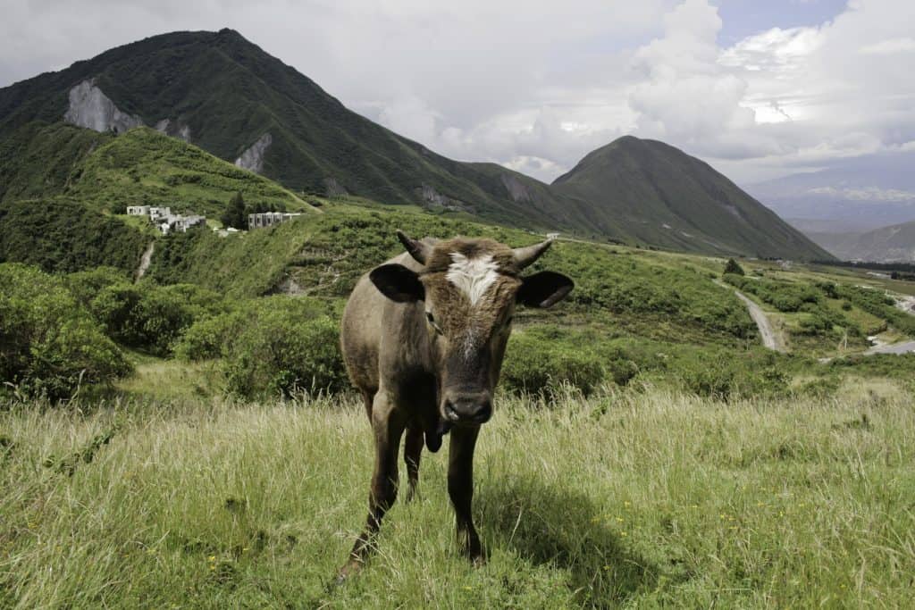 Een koe in de bergen van Ecuador