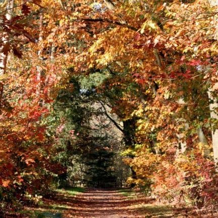 Herfstkleuren in het bos in Overijssel