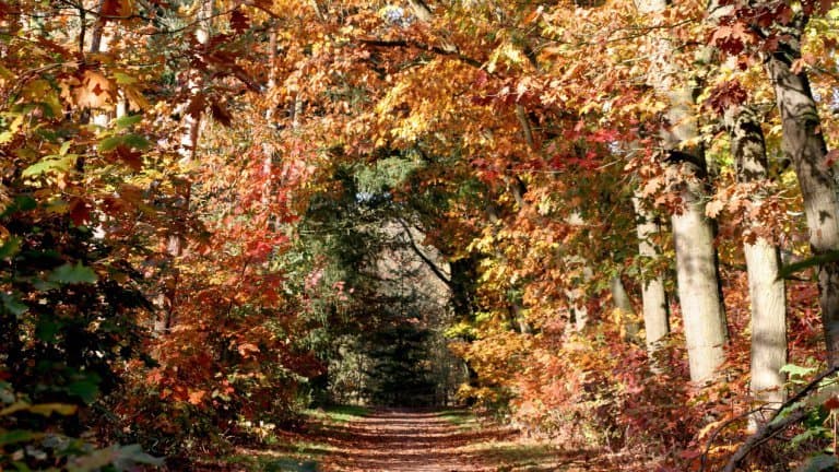 Herfstkleuren in het bos in Overijssel