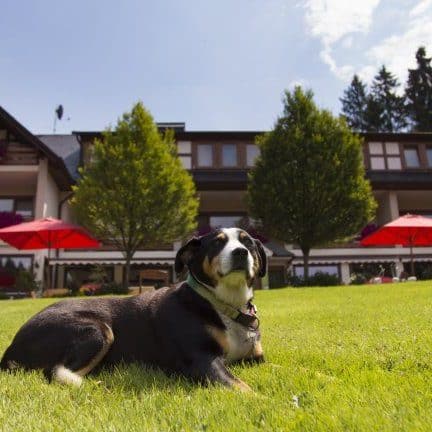 Hond voor Hotel Kleins Wiese in Bad Fredeburg, Duitsland