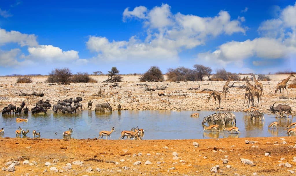 Meerdere dieren aan het water drinken in Etosha Nationaal Park, Namibië