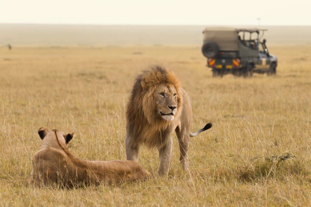 Twee leeuwen en jeep in Masai Mara Nationaal Park, Kenia