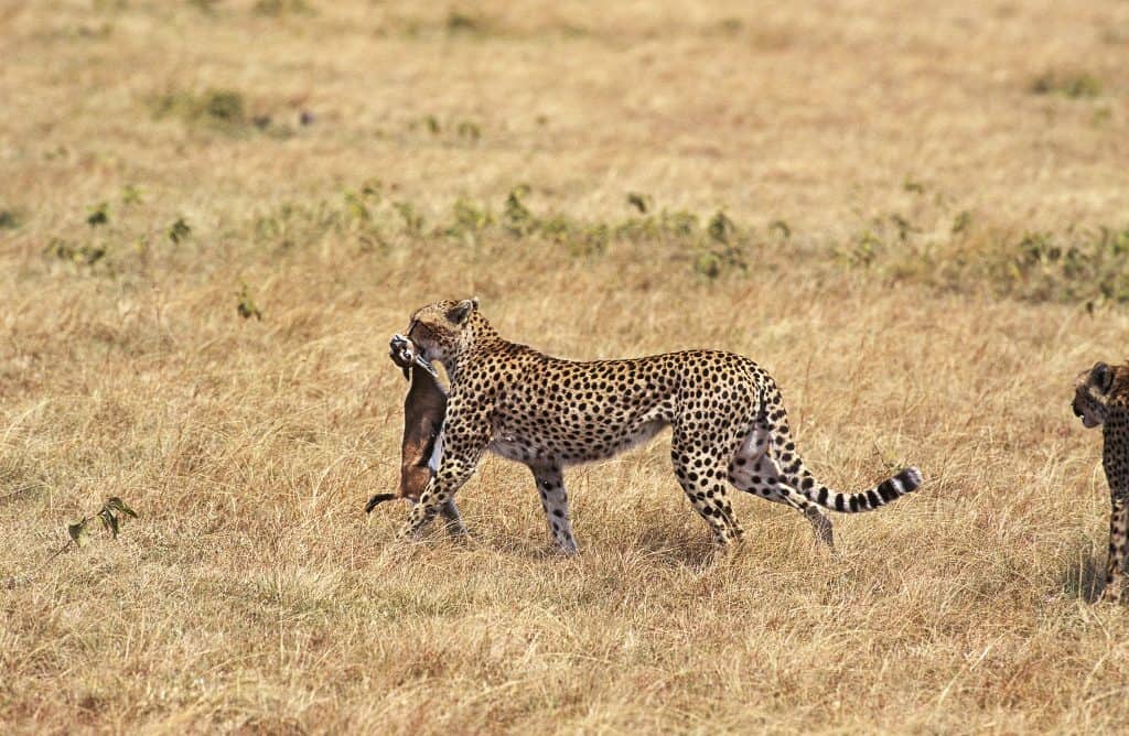 Cheetah met gevangen gazelle in Masai Mara