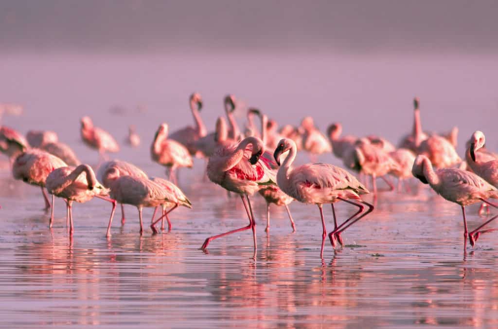 Flamingo's in Nayvasha meer, Kenia