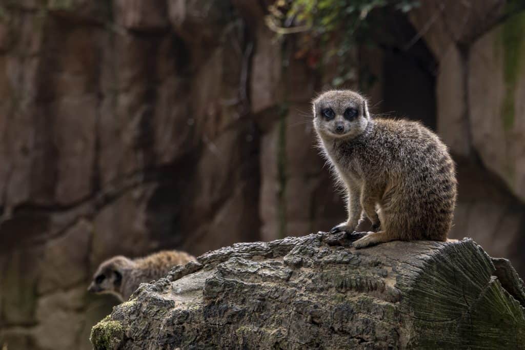 Meerkat in de Zoo Antwerpen