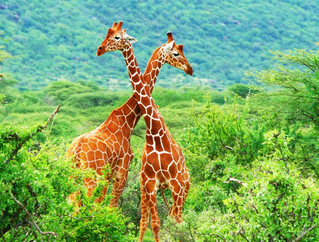 Twee giraffes in Samburu National Park