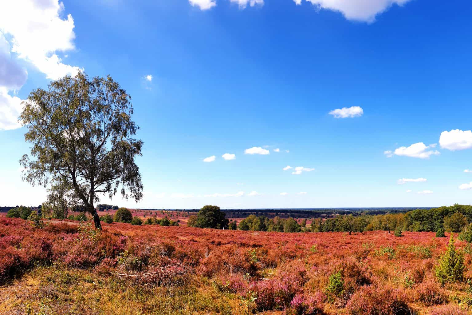 10 leukste dingen om te doen op de Sallandse Heuvelrug - VakantieViking