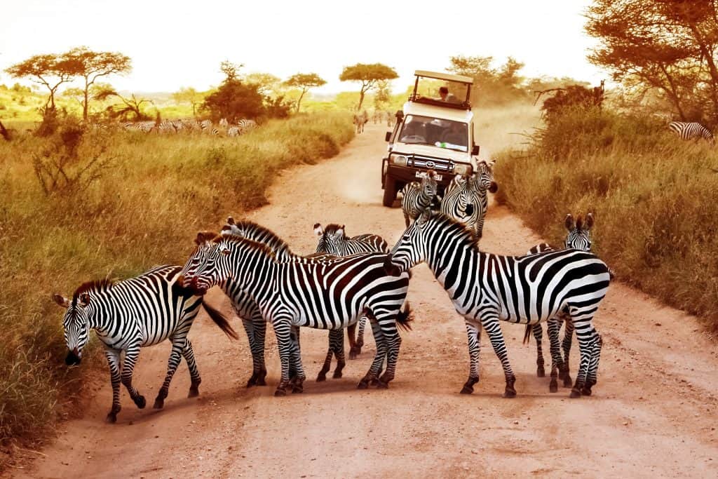 Zebra's in Serengeti nationaal park, Kenia