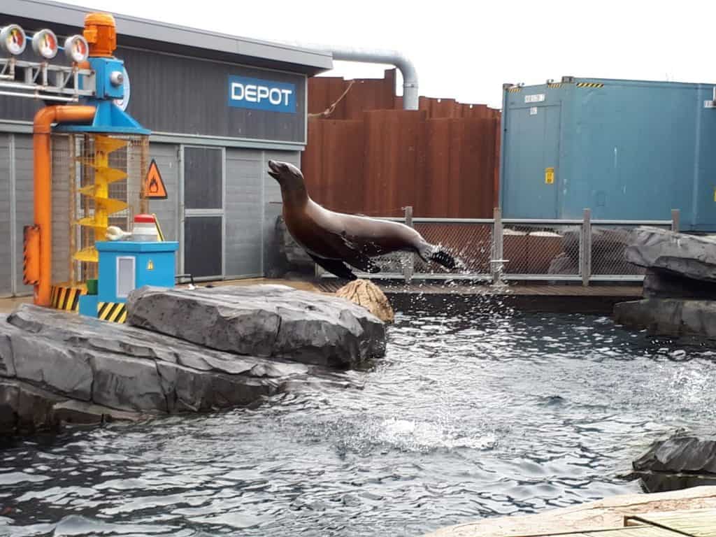 Zeeleeuw springt uit het water tijdens de zeeleeuwenshow