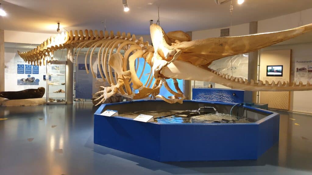 Skelet van een potvis in het Natuurcentrum Ameland