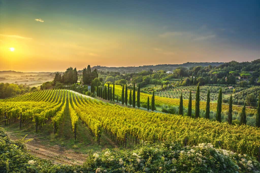 Wijngaarden in de Toscane, Italië